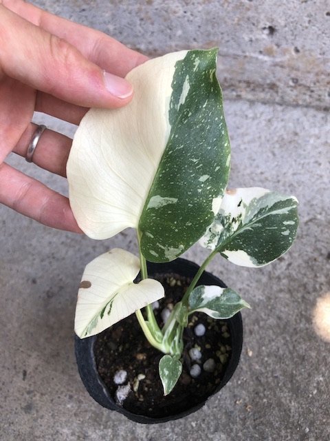 モンステラ デリシオーサ イエローモンスター Monstera deliciousa