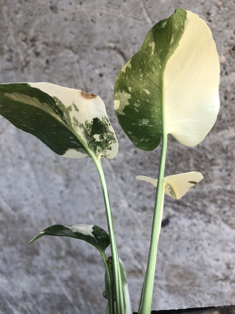 モンステラ デリシオーサ イエローモンスター Monstera deliciousa