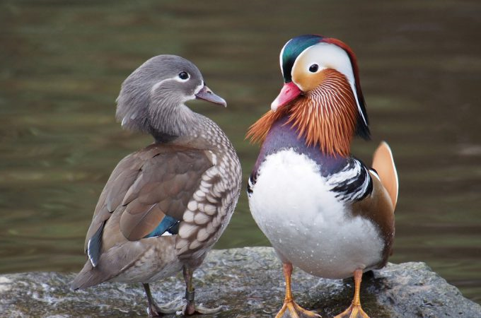 おしどり夫婦 ｜ ミユキ技研