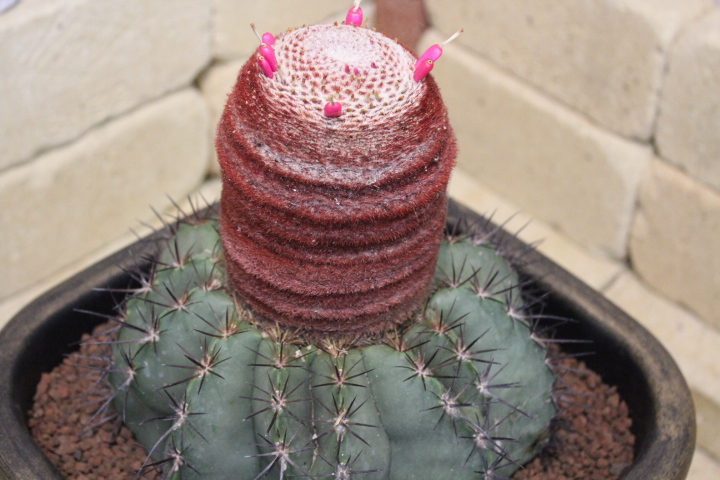 メロカクタス ネリィ（巻雲）プラスチック鉢 高さ約45cm（花座を含む