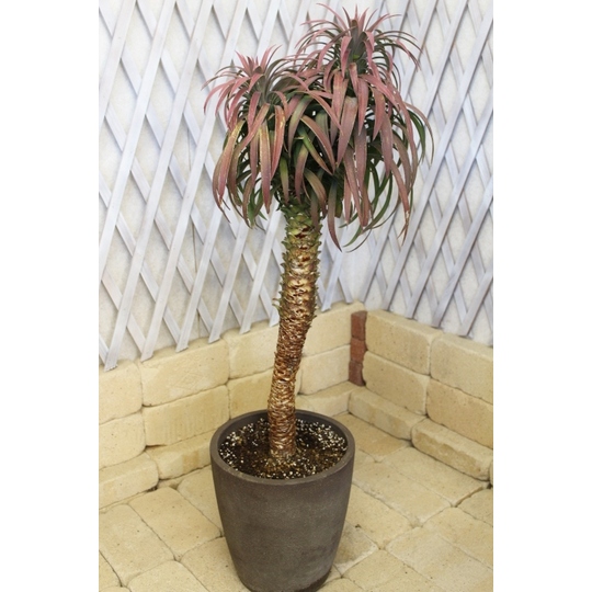 観葉植物 種類/ユッカ デスメティアーナ 高さ約100cm 陶器鉢 商品詳細