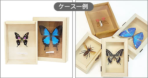 ヤマキチョウ , タグ「new」 , 蝶の標本 販売・通販のNatureShop