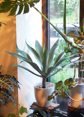 アガベ・アッテナータ・ボーチンブルー - Collection : コレクション