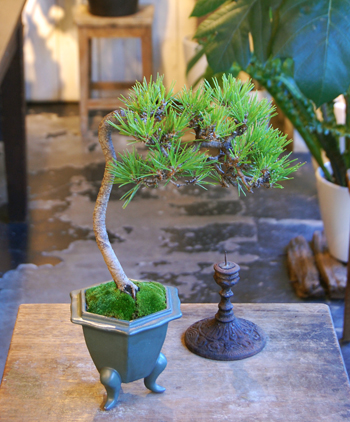 黒松文人 - Collection : コレクション - NEO GREEN : ネオグリーン