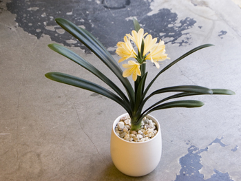 黄花クンシラン - Collection : コレクション - NEO GREEN : ネオグリーン