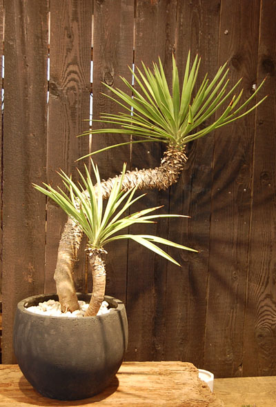 ユッカ・アロイフォリア - Collection : コレクション - NEO GREEN