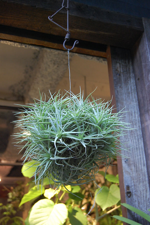 チランジア・ベルゲリー・クランプ - Collection : コレクション - NEO