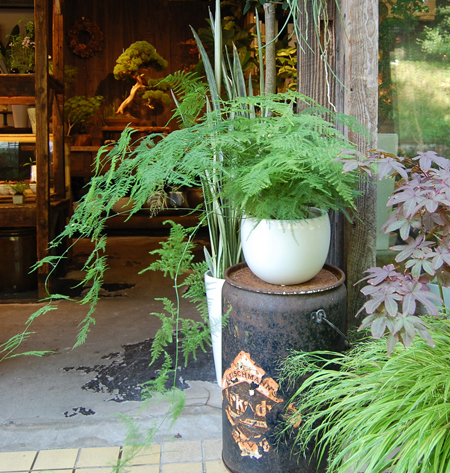 アスパラガス・プルモーサス・ナナス - Collection : コレクション