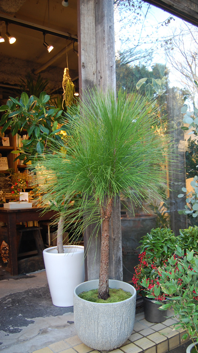 大王松 - Collection : コレクション - NEO GREEN : ネオグリーン