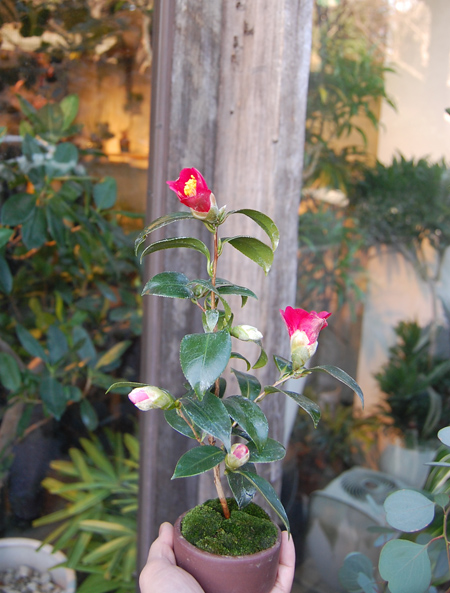 椿・出雲大社 - Collection : コレクション - NEO GREEN : ネオグリーン