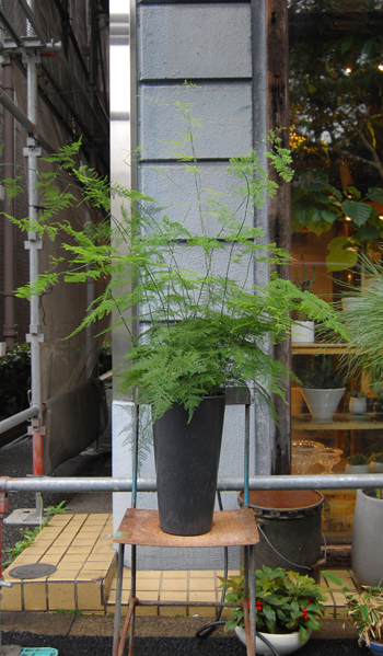 アスパラガス・プルモーサス・ナナス - Collection : コレクション