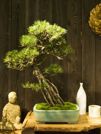 黒松・根上がり - Collection : コレクション - NEO GREEN : ネオグリーン