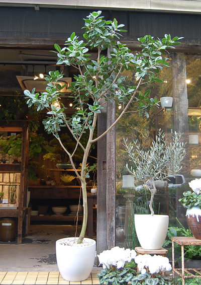 ガジュマル・ジャンボリーフ - Collection : コレクション - NEO GREEN