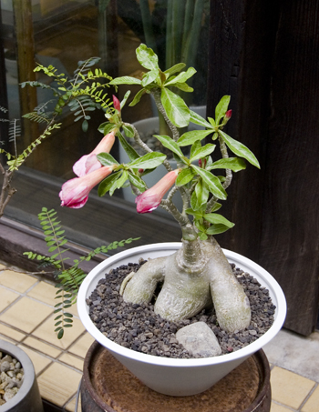 アデニウム・アラビカム - Collection : コレクション - NEO GREEN