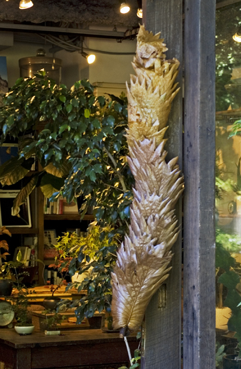 ドリナリア・クエルシフォリア - Collection : コレクション - NEO