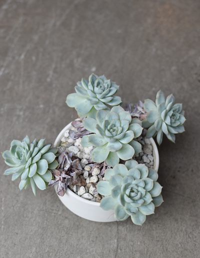 エケベリア・アークティックアイス - Collection : コレクション - NEO