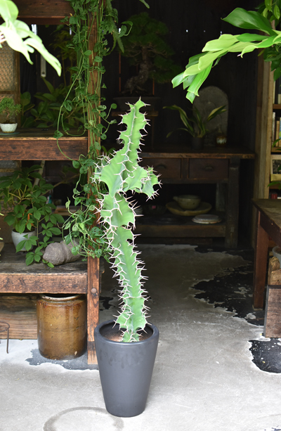 ユーフォルビア・グランディコルニス - Collection : コレクション