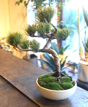 銀八房五葉松 - Collection : コレクション - NEO GREEN : ネオグリーン