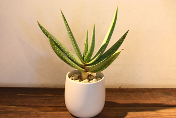 アロエ・ガリエペンシス - Collection : コレクション - NEO GREEN