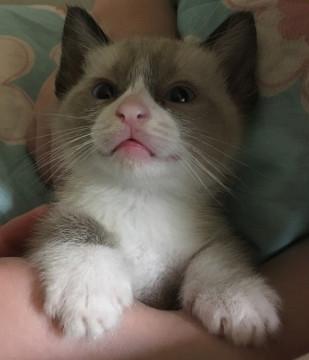 猫]香川県の里親募集 甘えん坊のハチワレシャムくん