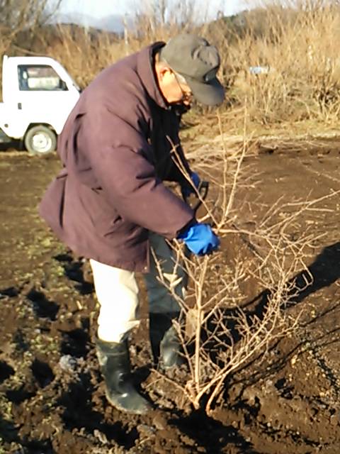 ナツハゼの山採りをしました | ニコニコ菅野農園