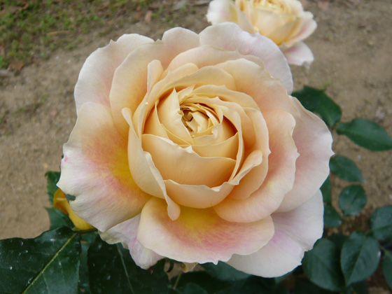 キャラメルアンティーク - バラ図鑑 - NOIBARA