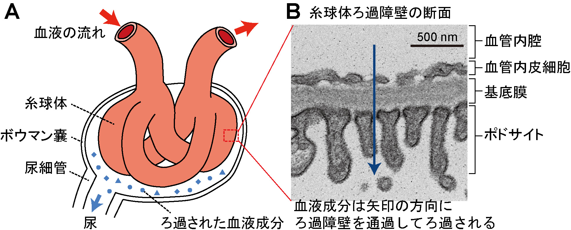 glomerular1.jpg