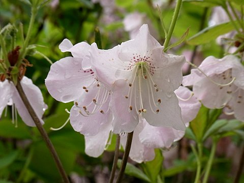 クロフネツツジ