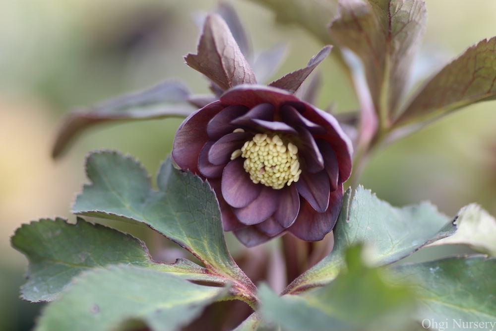 Gallery – Helleborus | Ohgi Nursery