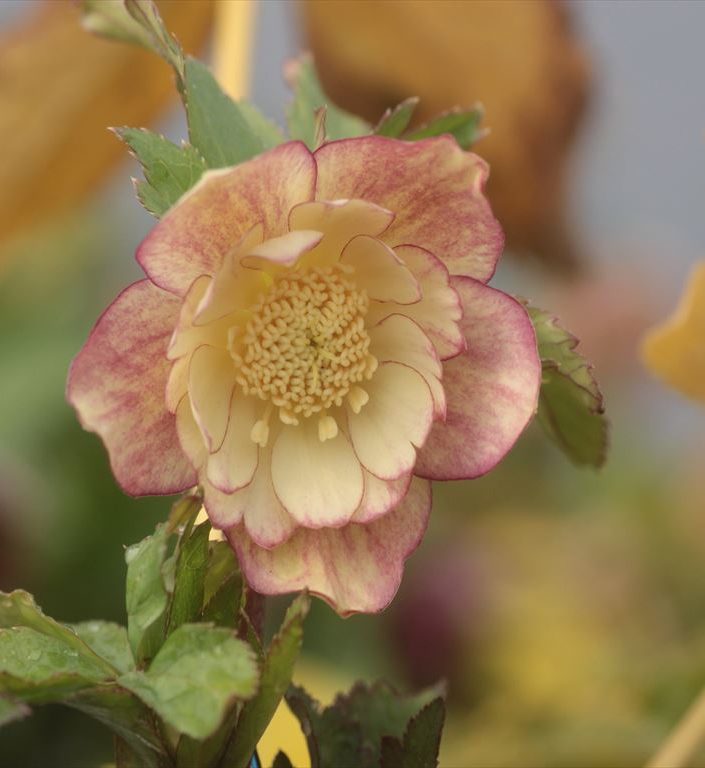 更新情報 | Ohgi Nursery