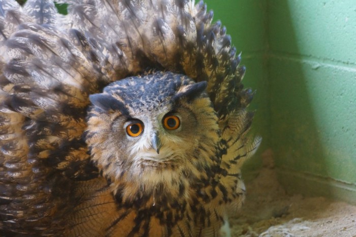 ユーラシアワシミミズク | 大内山動物園【公式ホームページ】