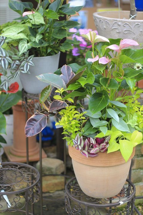 観葉植物 斑入り トウガラシ♡寄植えにも！！ 観葉植物 斑入り