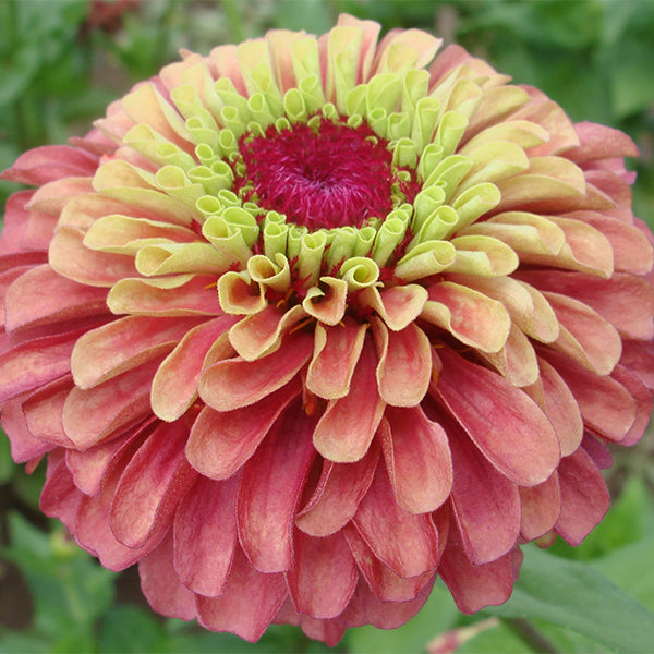 Queeny Lime Red Untreated Zinnia Seeds | Osborne Farm Seed Supplier