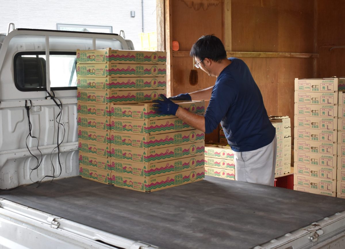 すももの出荷に密着 - 山形 農業 大江町就農研修生受入協議会 OSINの会