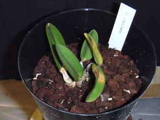 旧ソフロニティス3種類3株セット 洋蘭 原種 カトレア属 C. coccinea 極丸