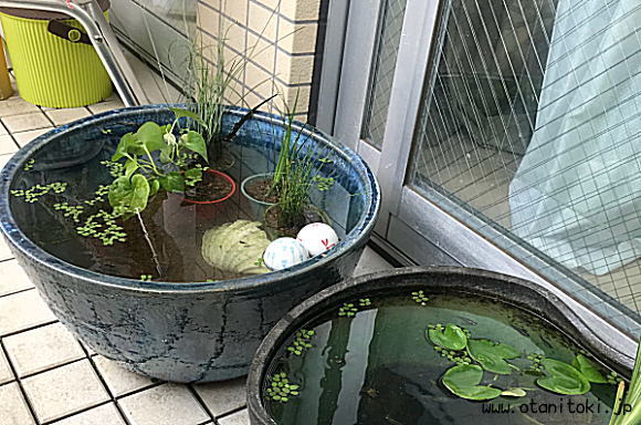 手作り信楽焼17号青海睡蓮鉢陶器の拡大画像