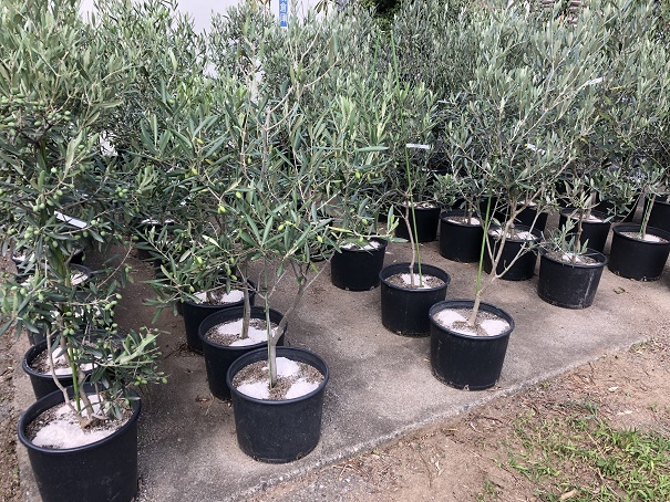 Powerdio Club: オリーブの木 アーカイブ