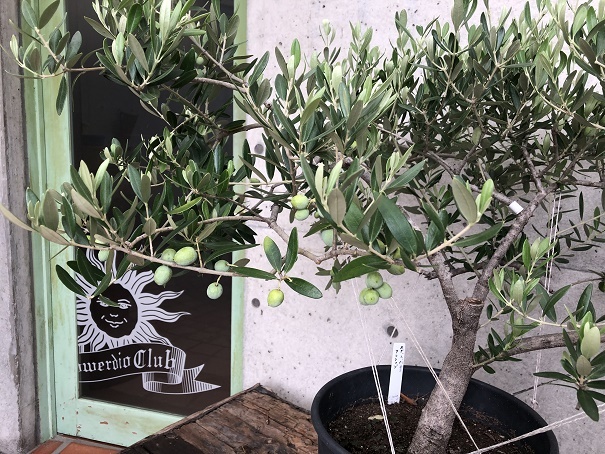 Powerdio Club: オリーブの木 アーカイブ