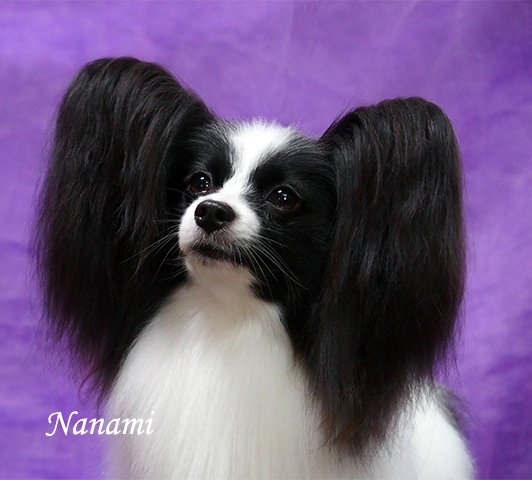 なみ ななみ C|パピヨンのトップブリーダー