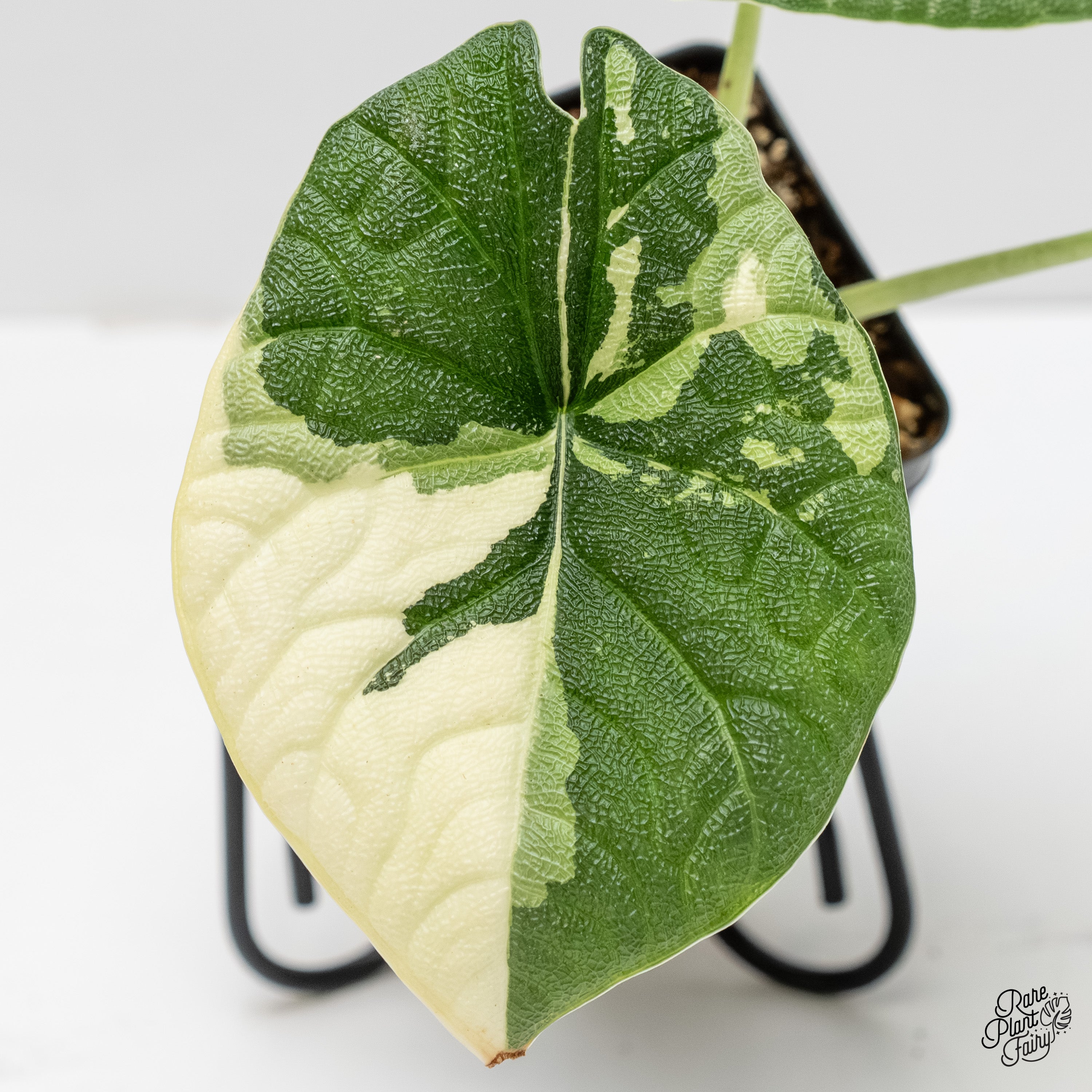 Alocasia 'Melo' Albo Variegated (wk5-H) *Corming Size* – Rare