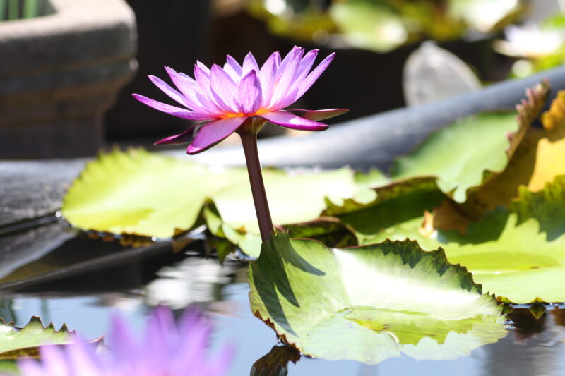 暑い夏 – ちょっと小粋に涼を感じる「熱帯スイレン」のご紹介 | 植物に