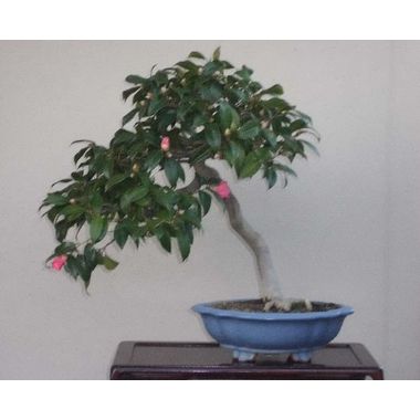 椿（侘助）～樹高49cm、幅52cm～和木瓜式 彩霞園｜盆栽販売