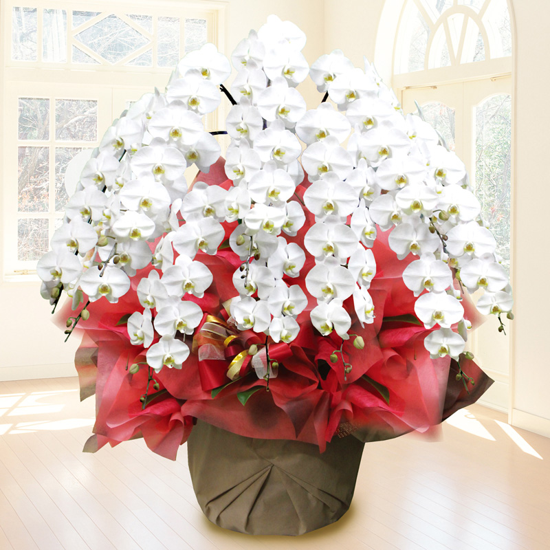 胡蝶蘭/その他蘭類【大阪・中之島/サトウ花店 Since 1928】