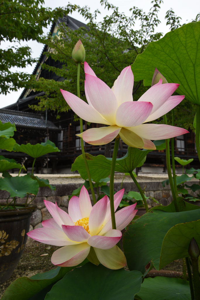 令和6年の蓮｜真宗高田派本山 専修寺