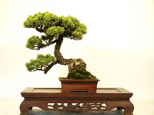 五葉松盆栽 懸崖 No.a8-3 | 五葉松 専門盆栽園 松風園(しょうふうえん