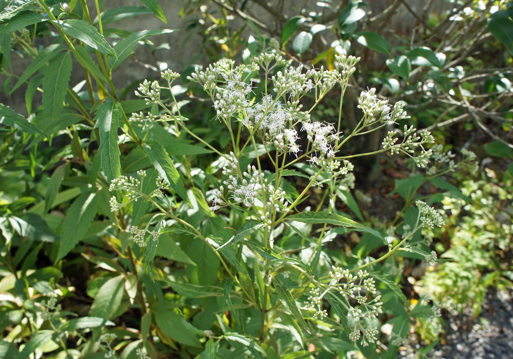 作品紹介 加藤 隆彦作 『信楽花入』 « ギャラリー有楽