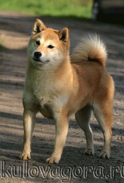 Shiba Inu Pedigree