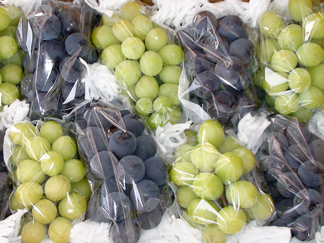 長野県 生坂村 野の香ぶどう園