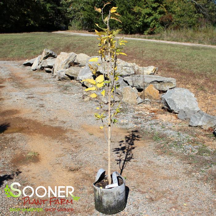 ヤドリギno.75 Hardy Anise Shrub – America's Gardens Nursery