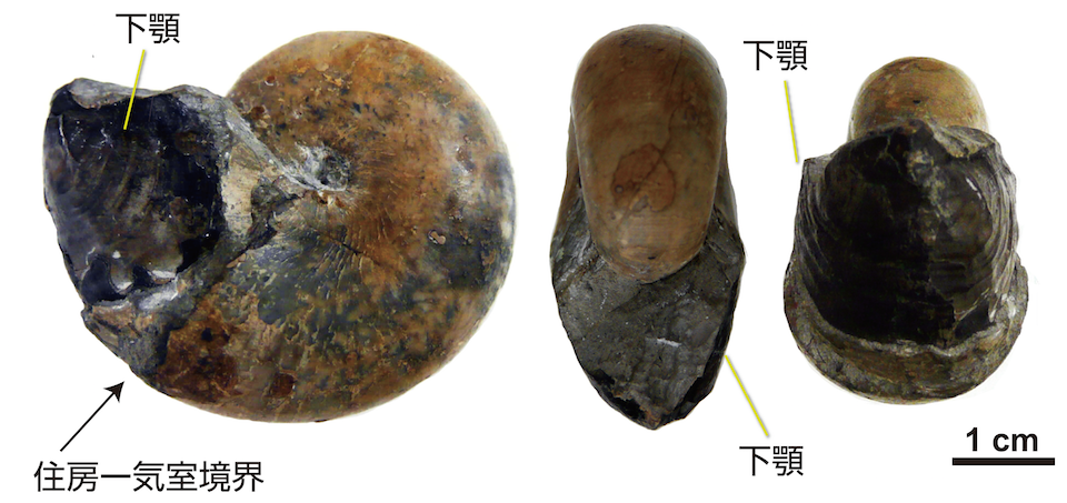 SPring-8で化石を調べる ～アンモナイトの顎から太古の生態系の解明に